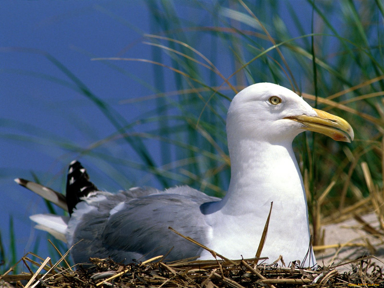 herring, gull, , , , 